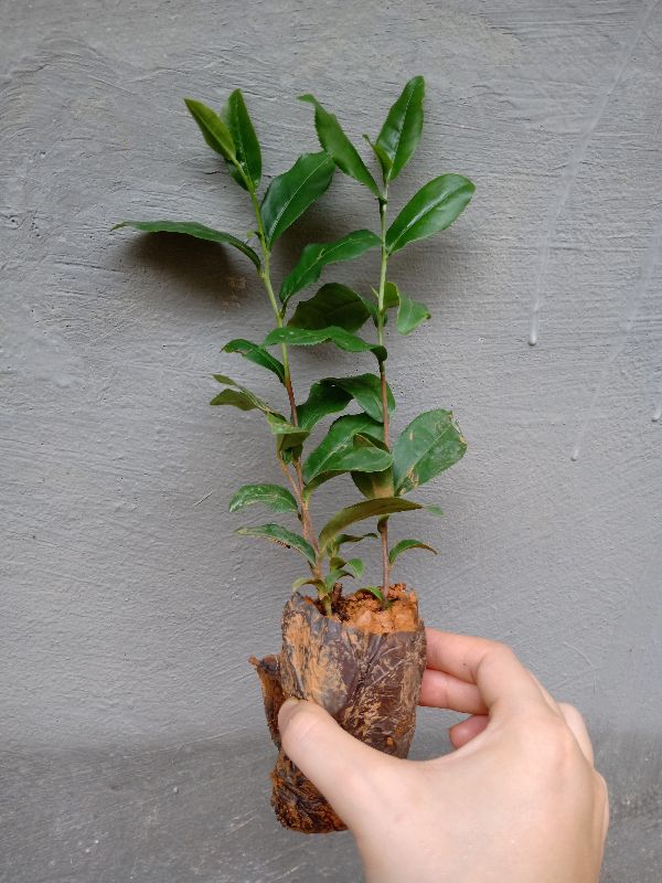 Cây giống Chè Shan Tuyết