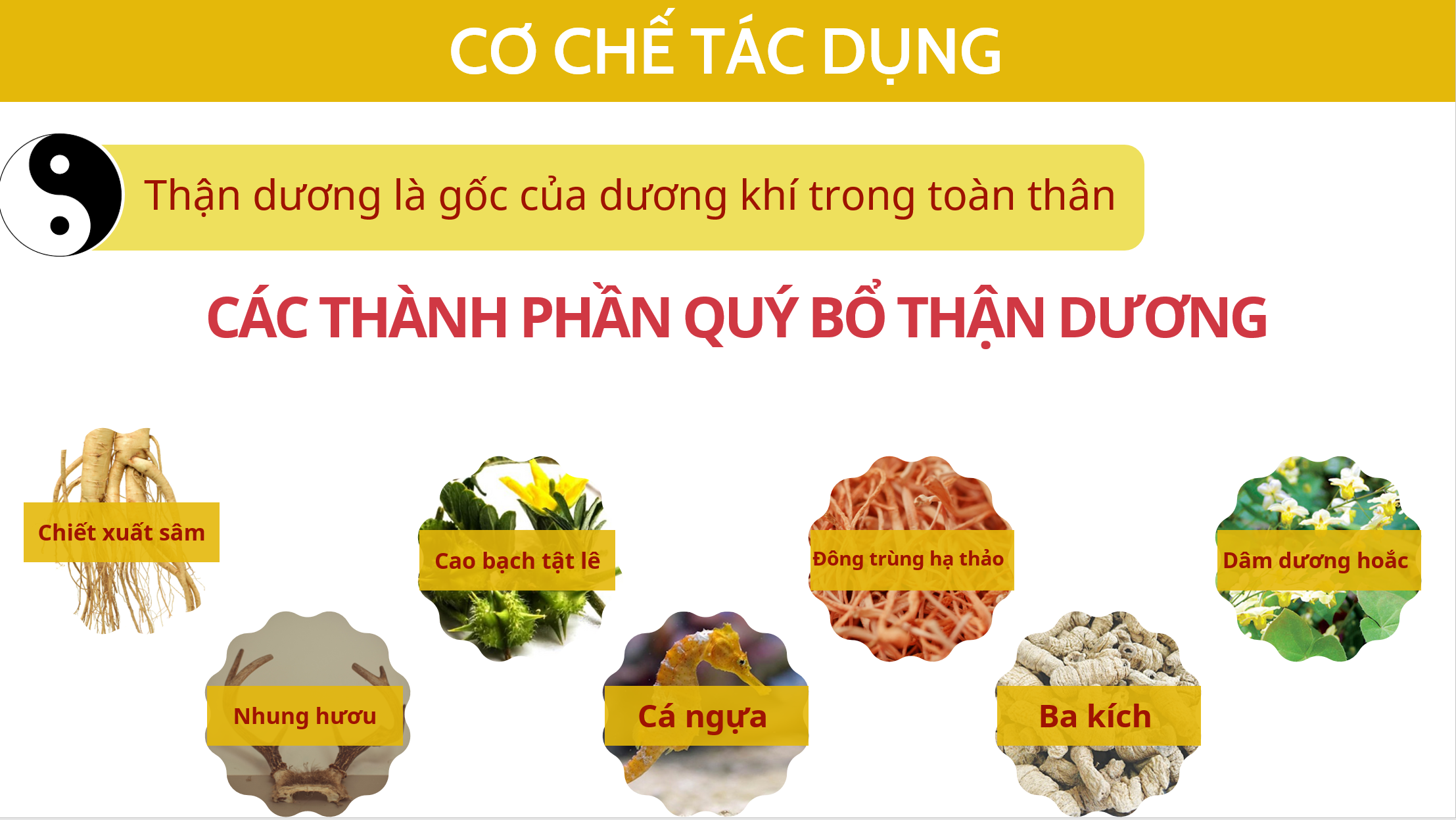 Sâm Nhung Đại Bổ thận