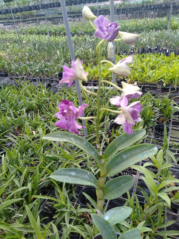LAN HOA HỒNG CÂY GIỐNG