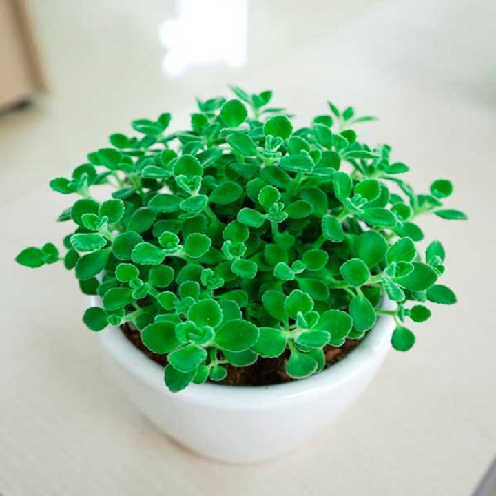 Cây nhất mạt hương (cây sen thơm)
