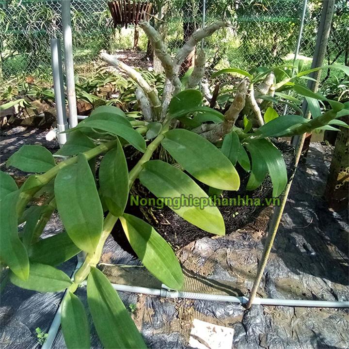 Dớn trồng lan trụ tròn 40x10cm