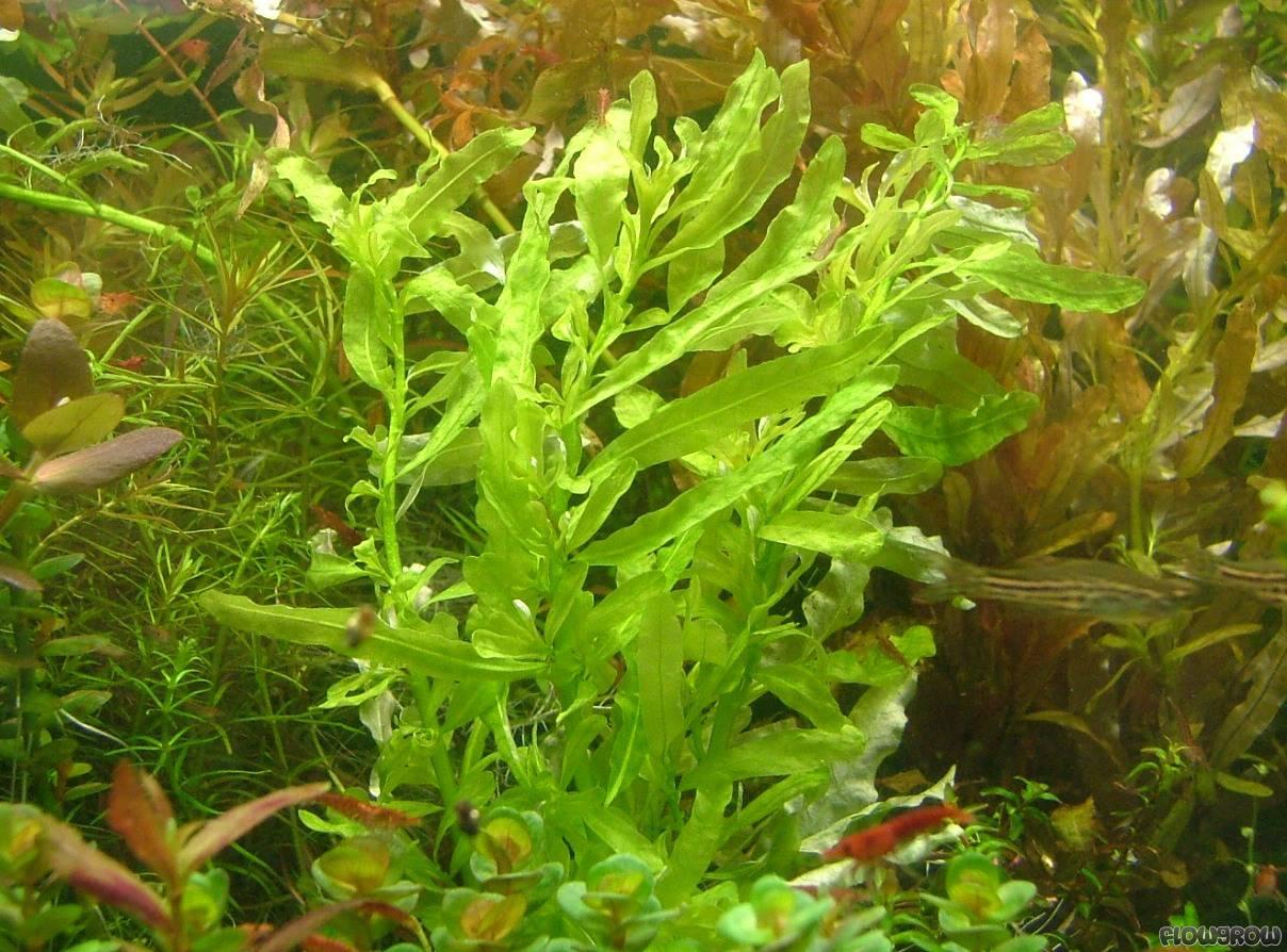 BÁ VĂN HƯƠNG XANH THỦY SINH (15 nhánh)