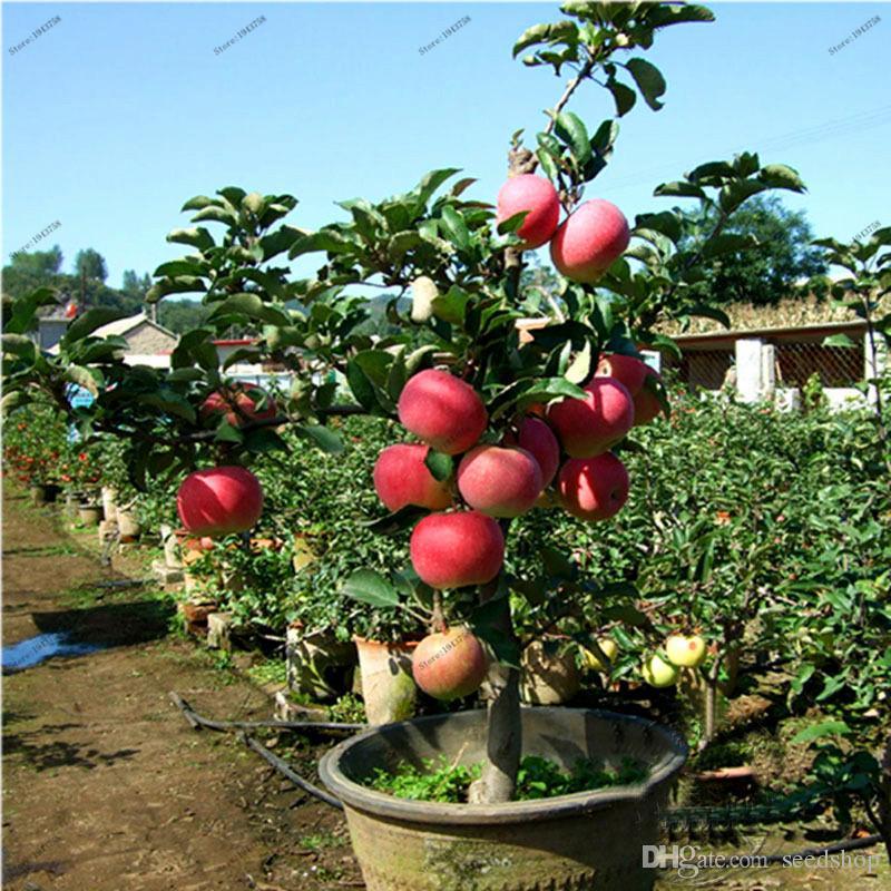 Dwarf apple seeds - Sale Off