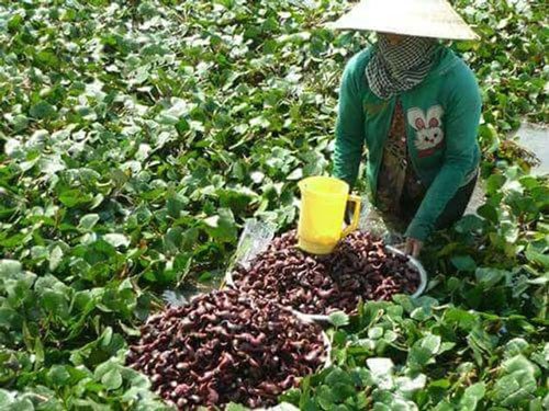 Củ cây ấu giống Đồng Tháp