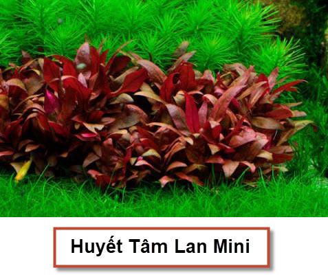 [Hoàn Tiền 10%] Cây Thủy Sinh: Huyết Tâm Lan Mini