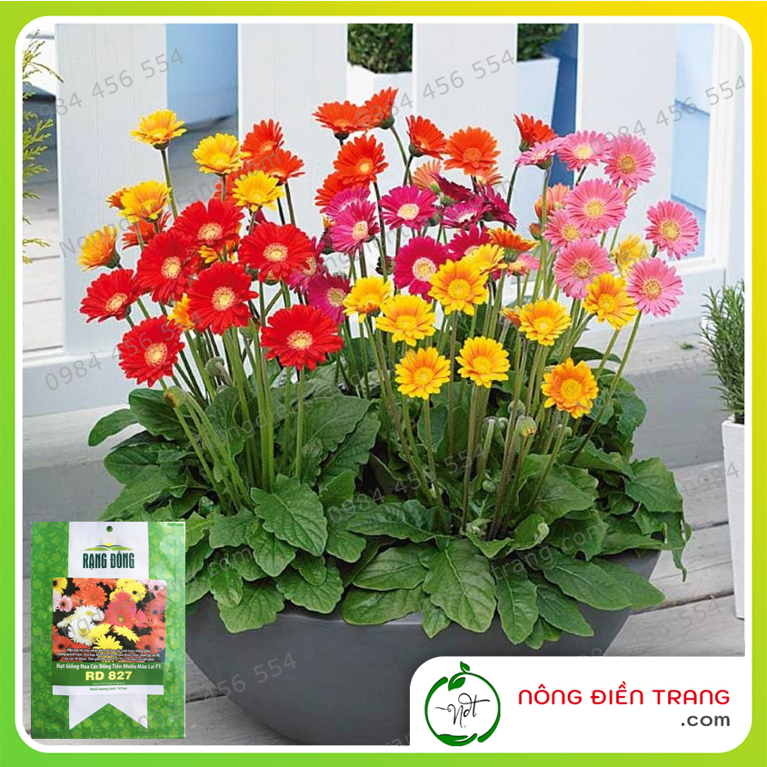 Hạt giống hoa cúc đồng tiền nhiều màu lai f1 rado 827 - gói 10 hạt - dễ trồng, dễ chăm sóc, tỉ lệ nảy mầm cao