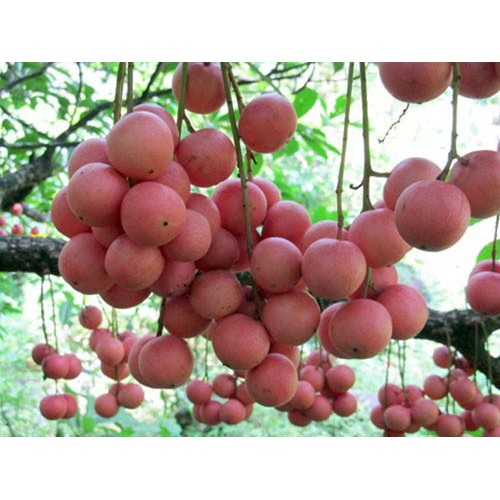 (Cây ăn quả) dâu da đất + tặng ( 0,5kg) phân thỏ hữu cơ