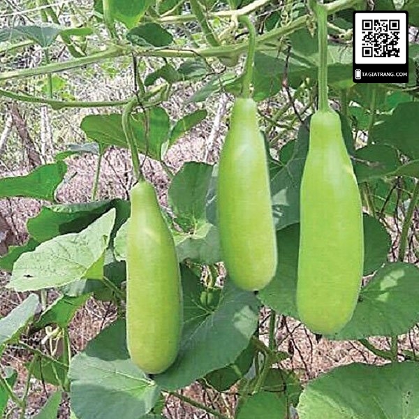 Hạt giống Bầu xị lai - Gói 2g