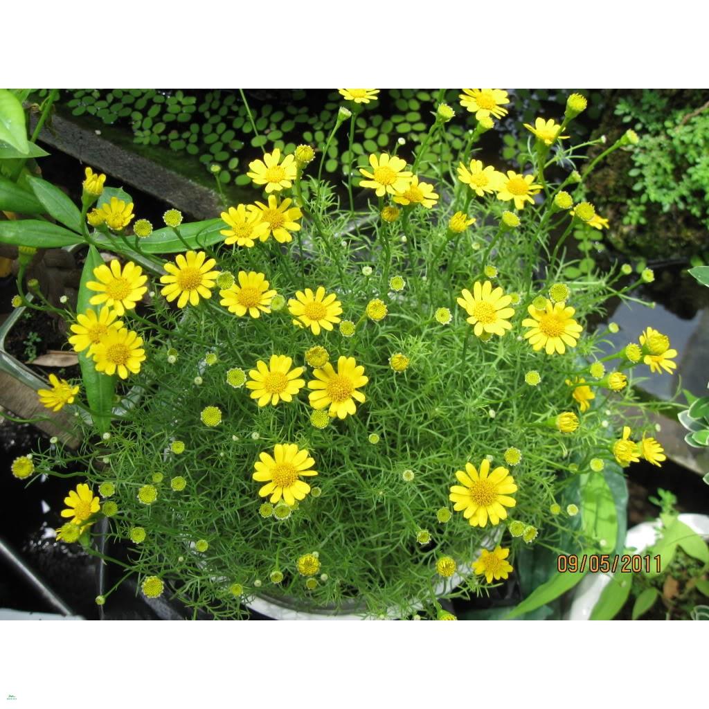 Phân Bò Hữu Cơ Sinh Học Trimix Bio (1 gói 2,5kg)