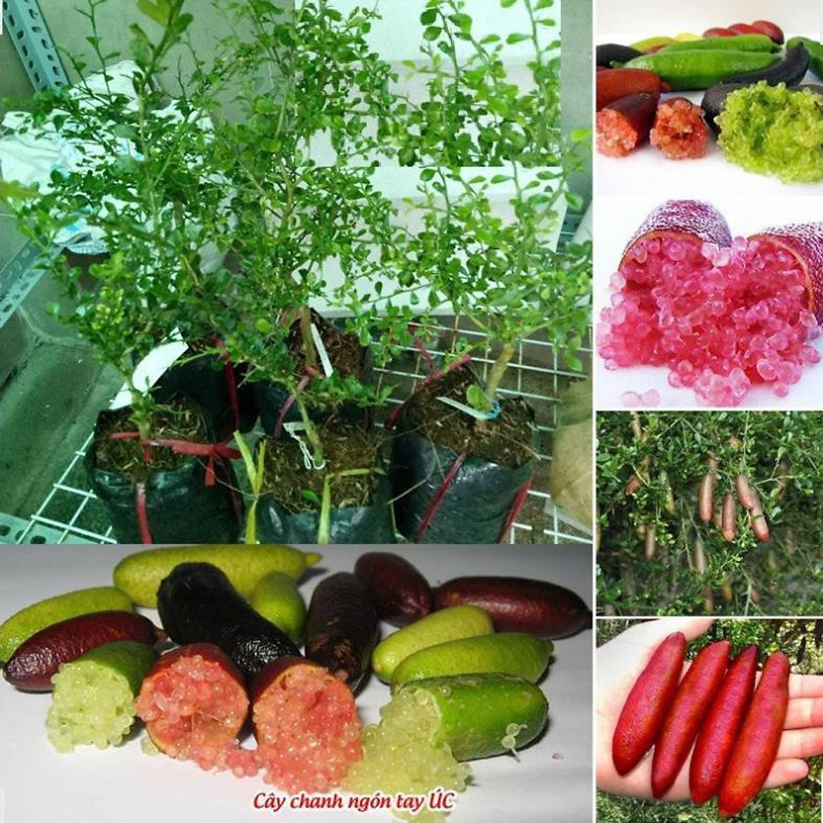 Cây chanh ngón tay thái lan - cây to khỏe bầu lớn, năng suất cao, siêu sai quả , cây đẹp, giống chuẩn tặng 2 cây chè xanh