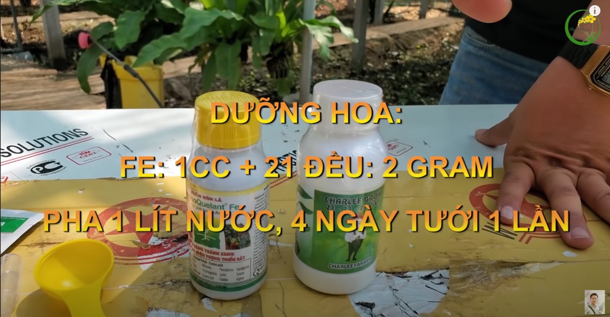 [Có video] Bộ combo 5 kích hoa, dưỡng hoa siêu đẳng