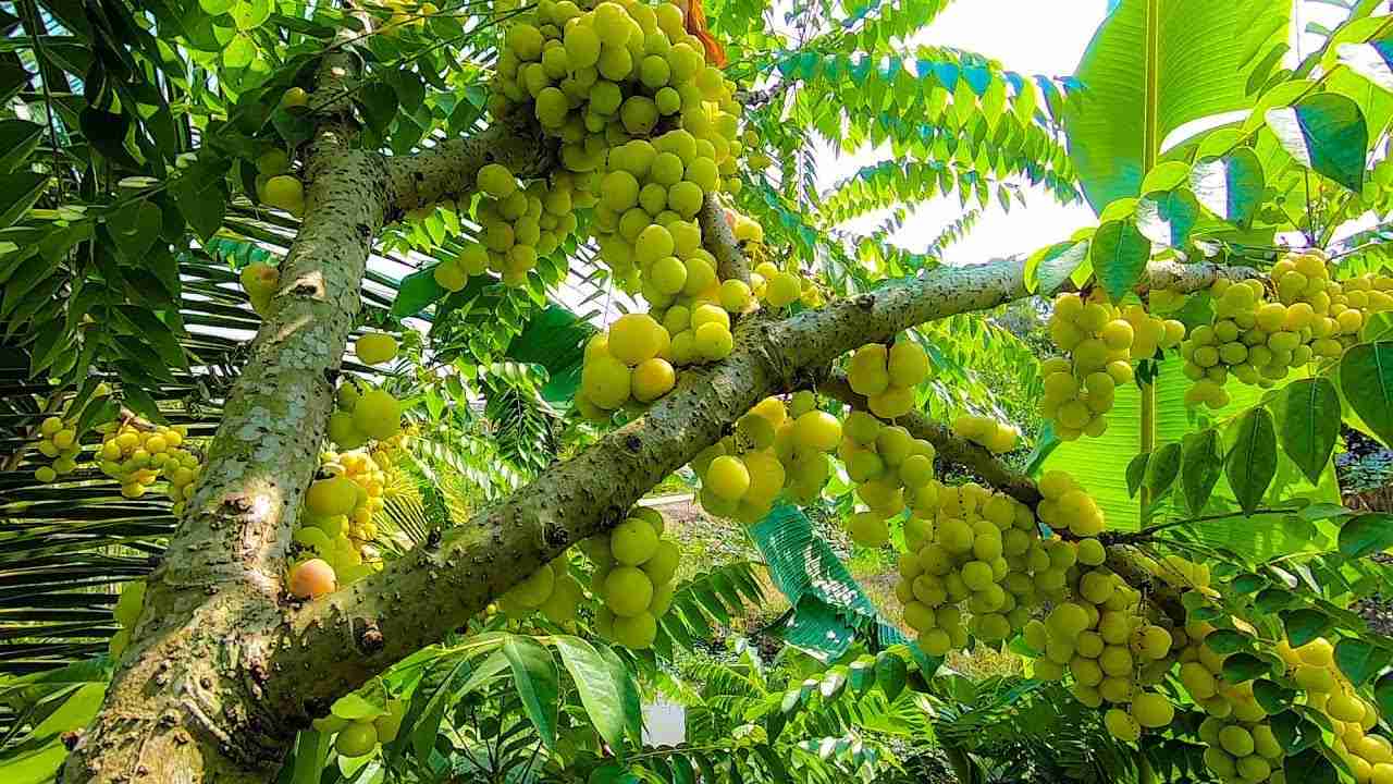 Cây chùm ruột ngọt cây siêu khỏe