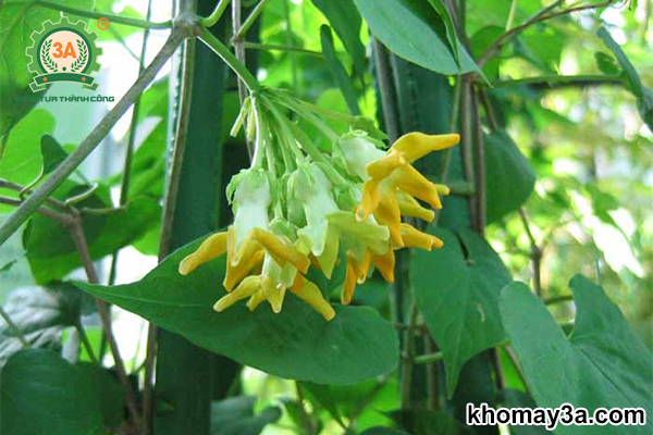 chậu cây giống hoa thiên lý