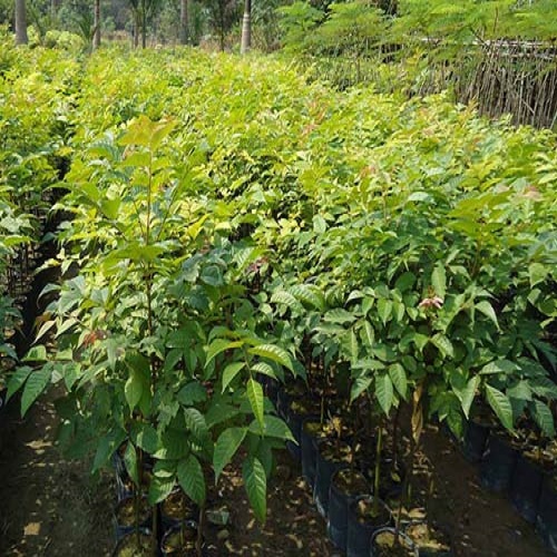 5 CÂY LÁT HOA GIỐNG, CÂY GỬI ĐI NGUYÊN BẦU ĐẤT