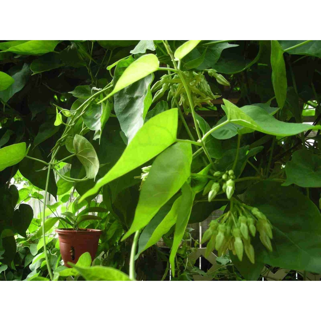 Cây thiên lý (Cây giống khỏe) tặng kèm phân bón