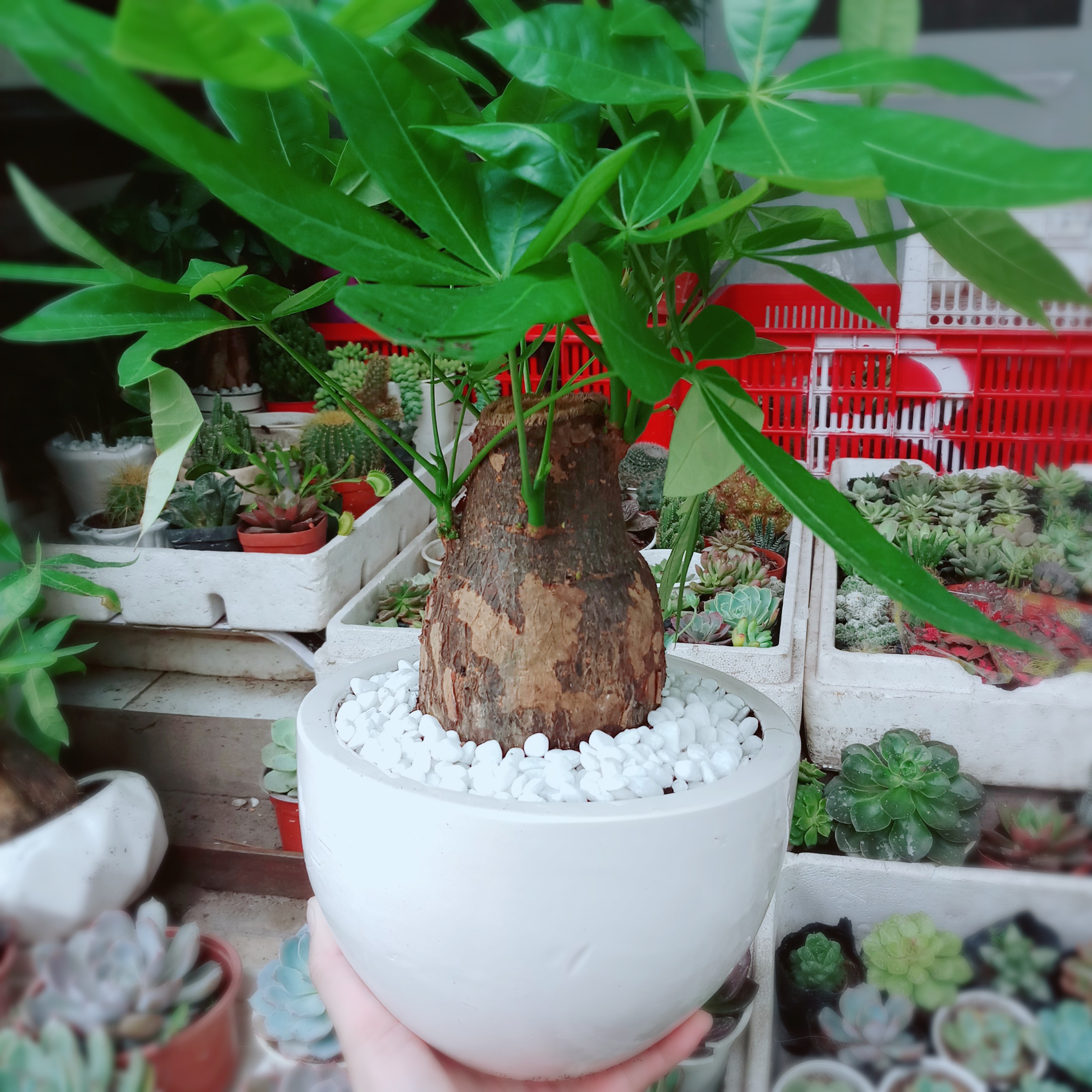 [HCM]Chậu Cây Kim Ngân 1 Thân Lớn