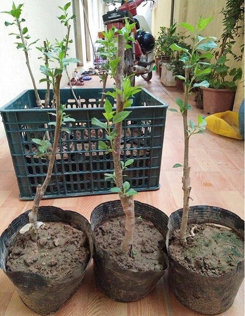 CÂY GIỐNG TÁO ĐỎ LÙN BONSAI