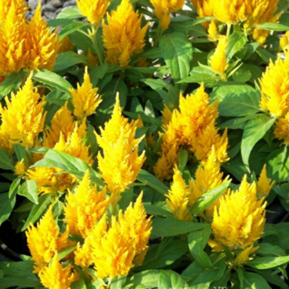 hạt giống hoa mào gà đuôi phụng vàng - gói 0,3gr