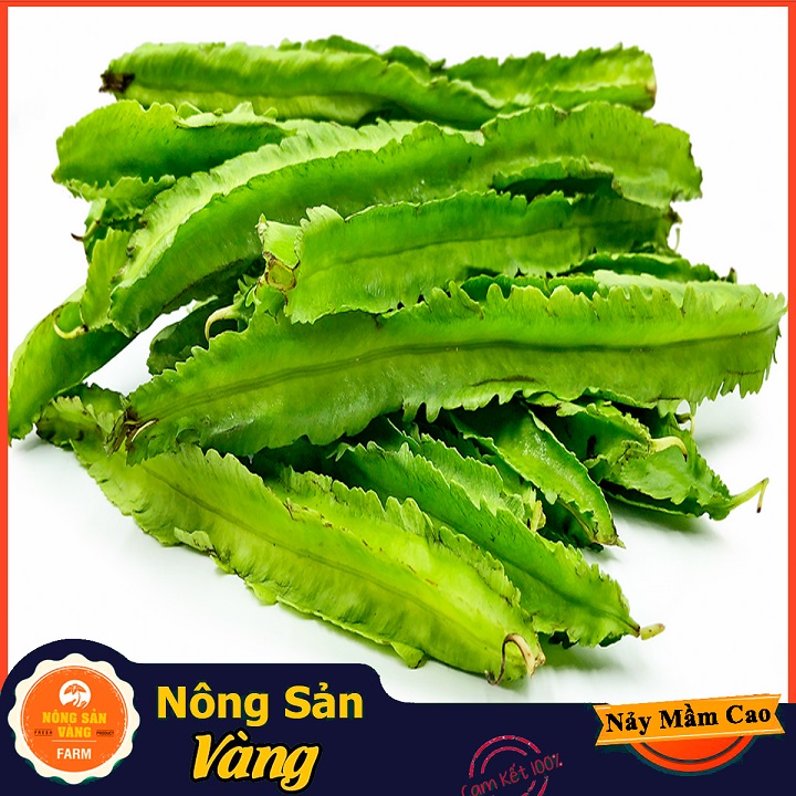 Hạt giống Đậu Khế (Đậu Rồng) Giá Trị Dinh Dưỡng Khá Cao, Chế Biến Thành Nhiều Món Ăn Ngon Bổ Dưỡng (Gói 10 Gram) - Nông Sản Vàng