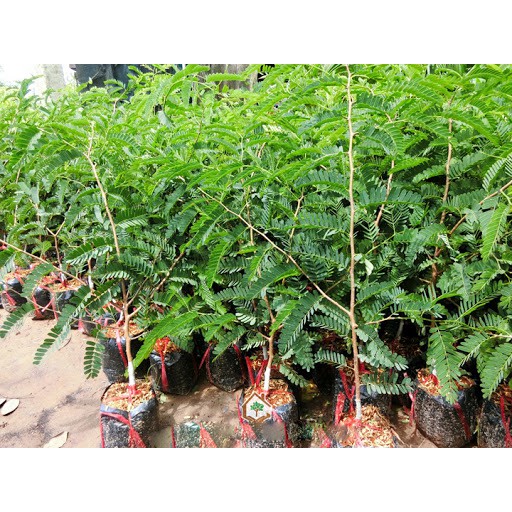 Cây giống Me Thái - Giống Chuẩn