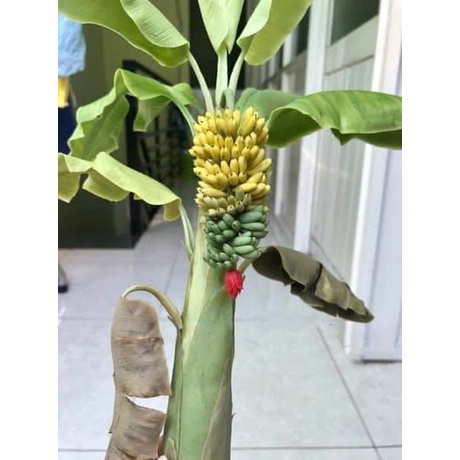 XTRA Cây chuối cảnh mini (chuẩn giống chuối mini)