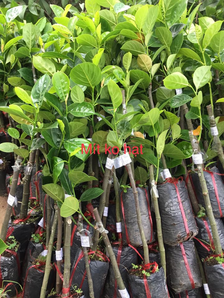 CÂY GIỐNG MÍT KHÔNG HẠT BA LÁNG + Tặng 3 cây chè xanh