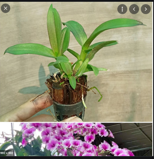 1 Cây Đenzo Yaya Giống