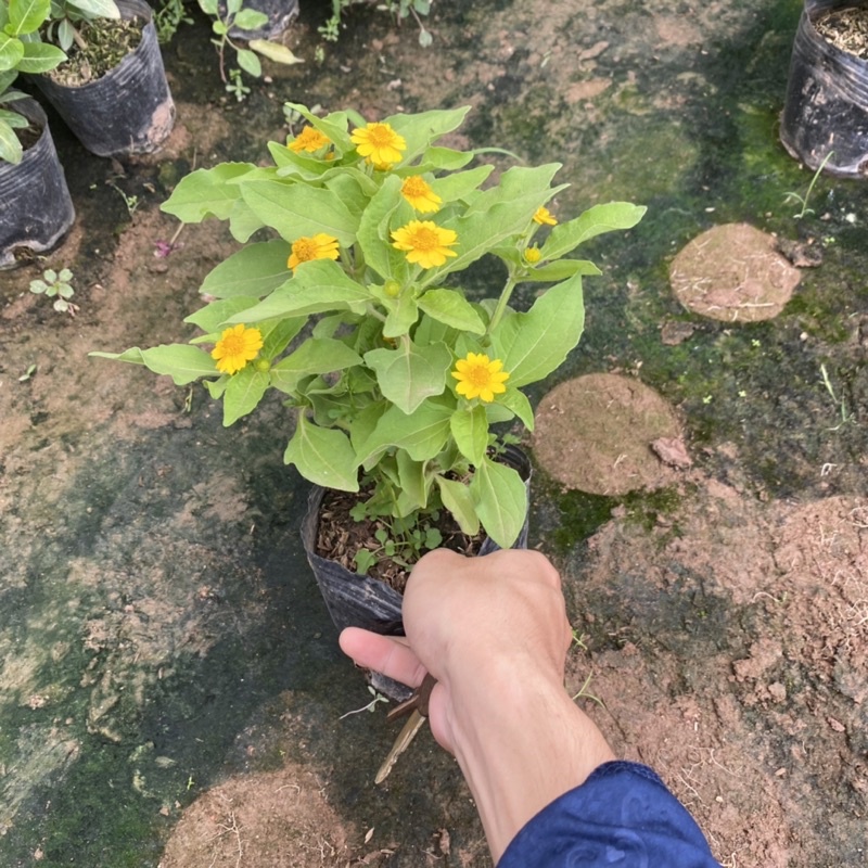 Cúc mặt trời trồng bịch đen đã có nụ và hoa ( như ảnh)