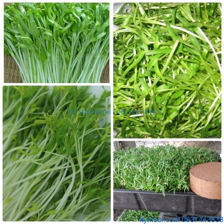 "Gói 50Gr Hạt " Hạt Giống Mầm Rau Muống
