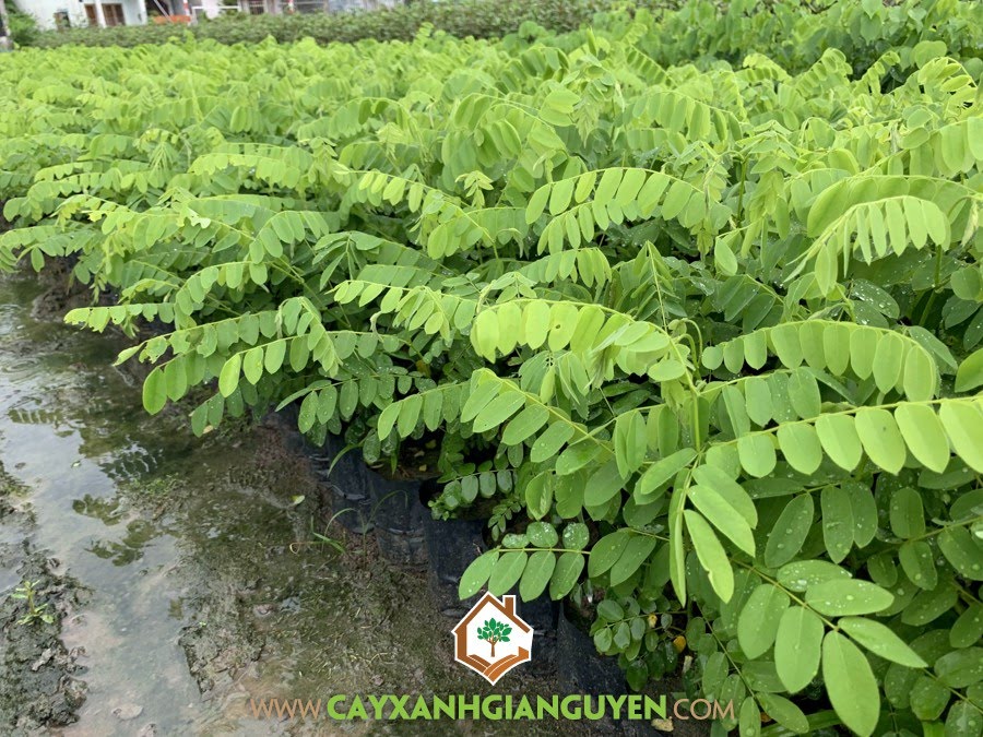 CÂY GIỐNG MUỒNG ANH ĐÀO (MUỒNG HOA ĐÀO),