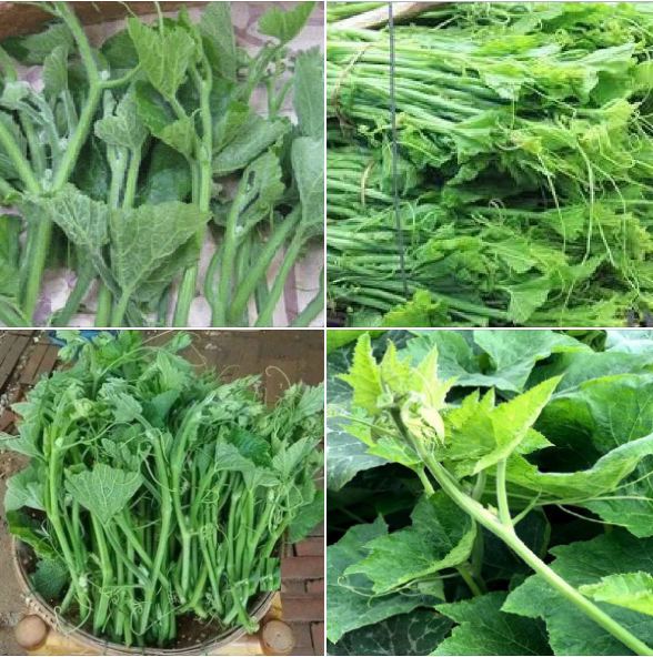 " gói 10gr=120 "hạt giống bí ngọn siêu mập cao sản