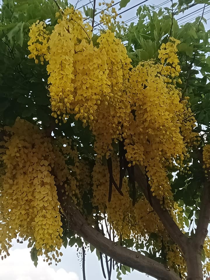 Cassia fistula seed