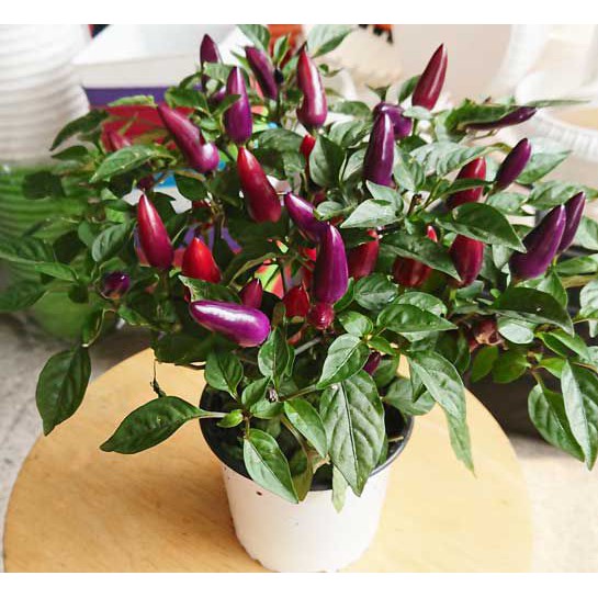 cây giống cây ớt tím