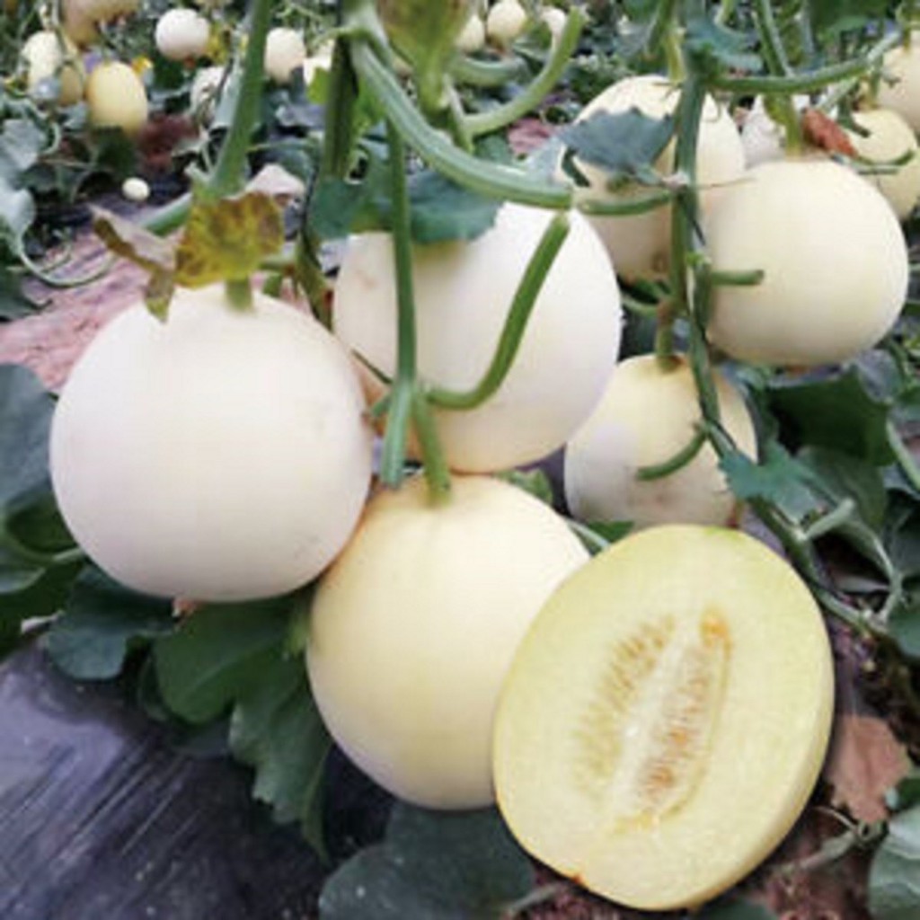 Hạt giống Dưa Lê Trắng Siêu Ngọt