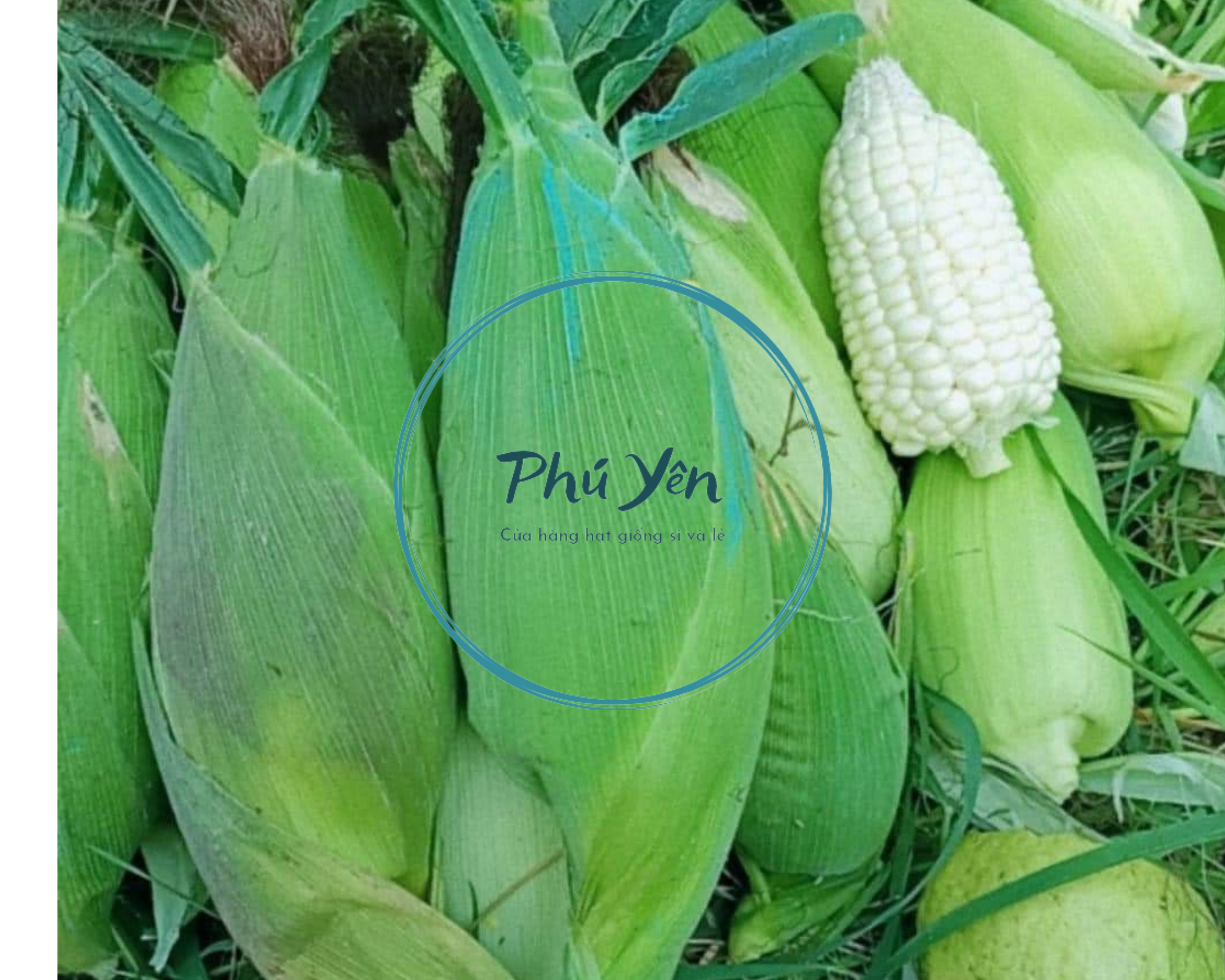 Hạt giống bắp nếp nù sữa gói 1 kg ( tặng kèm 1 gói rau Thái Lan bất kỳ )