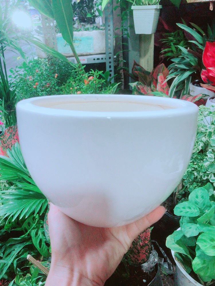 Chậu Trồng Cây (chậu sứ 12.5cm)
