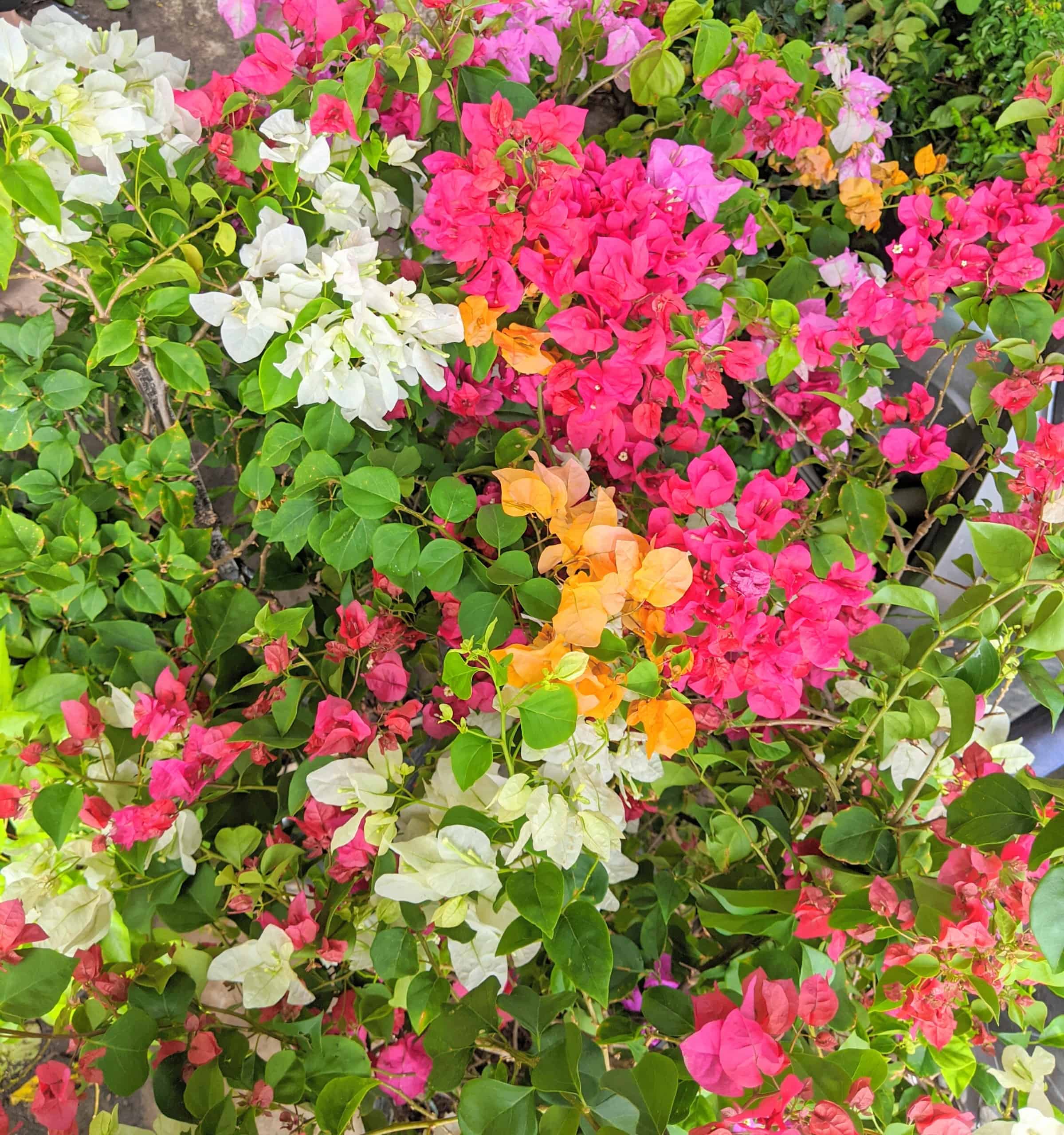 Hạt giống hoa giấy ngũ sắc