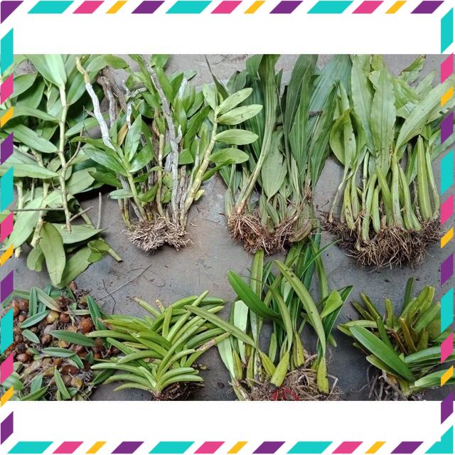 Hoa Lan tổng hợp 8 món(1kg) qq