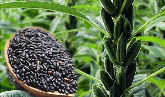 Mè đen, vừng đen, sữa hạt mè đen, mè đen làm bánh