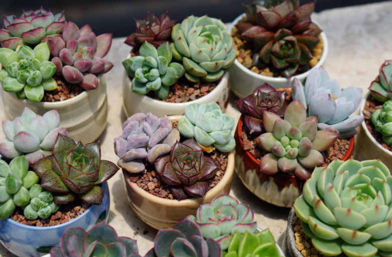 SEN ĐÁ MINI MIX 3 CÂY TRỒNG NGẪU NHIÊN