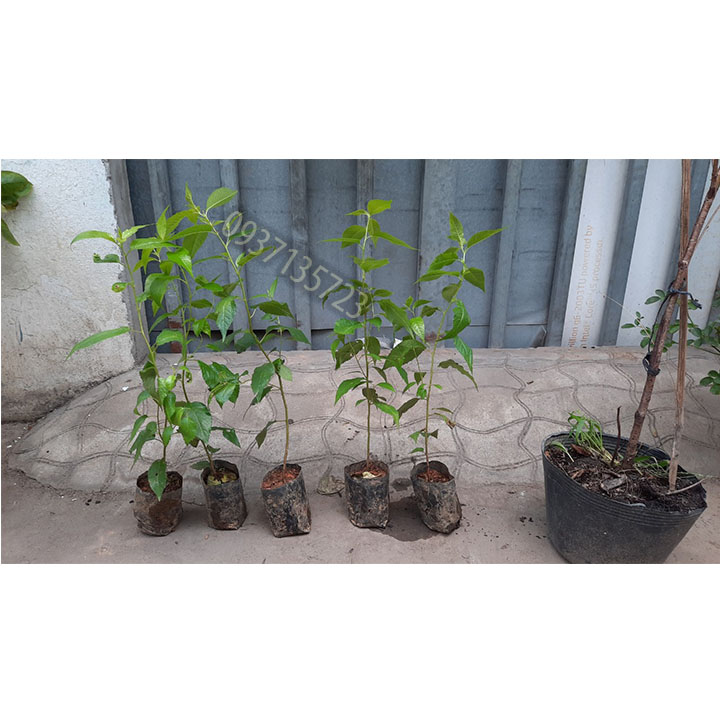 cây mai anh đào cây con [ cây giống ] .