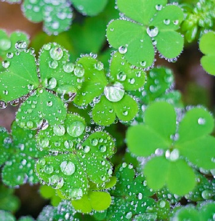 Clover Seeds (3-Leaf Grass) - Pack of 50 Seeds