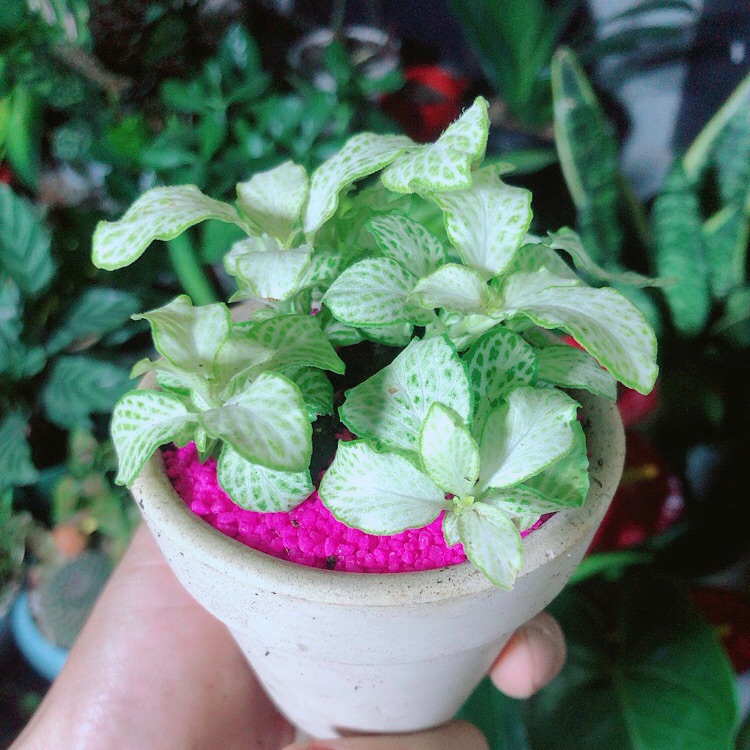 Chậu Cây Cẩm Nhung Màu Xanh Trắng
