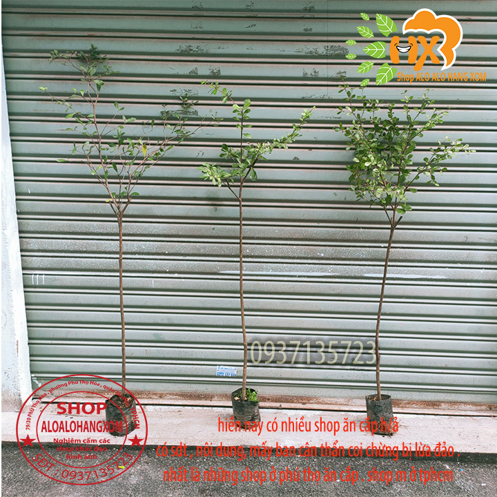 [HCM]cây bàng đài loan cao từ 70-90 cm ( combo 3 cây )