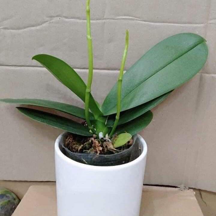 Lan Hồ Điệp đã có Ngồng hoa