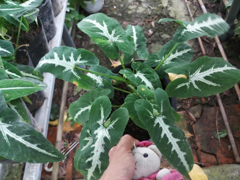 Trầu Bà Nhung - Cây cảnh để bàn