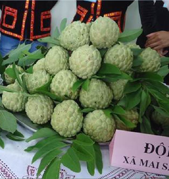 "Gói 10 "Hạt giống na dai lạng sơn [Seeds]