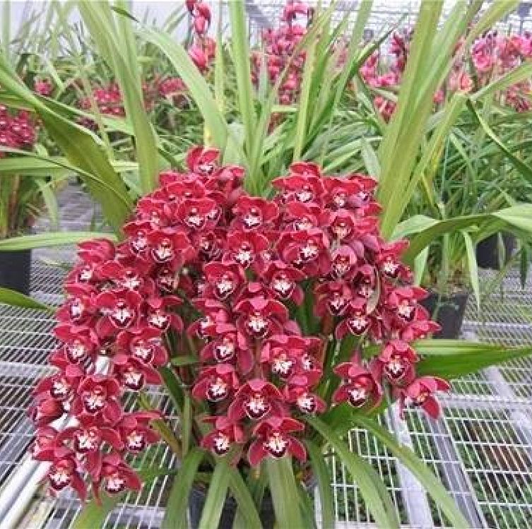 Củ giống hoa địa lan santo hoa tím - 1 củ