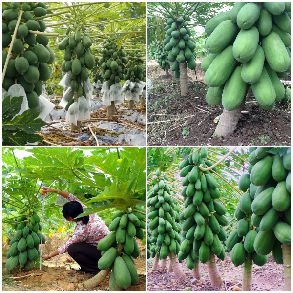 Hạt Giống Đu Đủ Lùn Siêu Quả Ruột Đỏ Lon 200 Hạt - Xuất Xứ Thái Lan