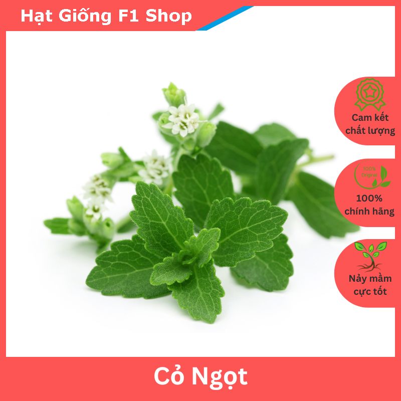 Hạt Giống Cây Cỏ Ngọt Dễ Trồng Gói 5 Hạt